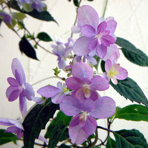 Ԗ ؂̕c/}AWTCFcMm}Ci̕j4|bg