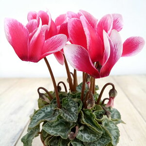 Ԃ̕c/VNF~j@X[p[xmtWbh2|bg