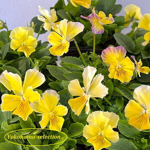 Ԃ̕c/rIFeBt@j[CG[3|bg 3Zbg