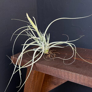 ϗtA/`WAFT.ehlersiana sp clumps@q