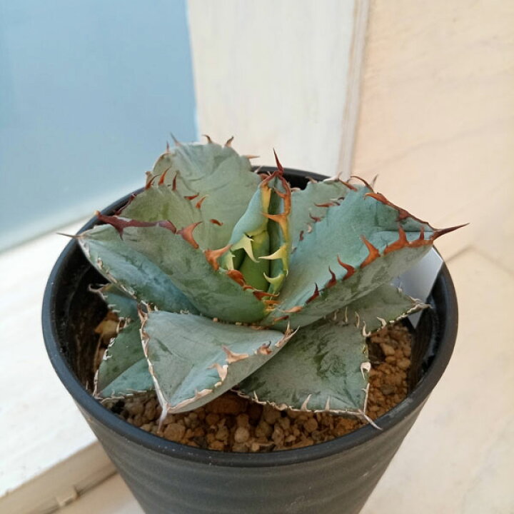 楽天市場】観葉植物/アガベ：チタノタブルー 実生セレクト 3.5号鉢植え  