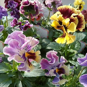 Ԃ̕c/[]|̃pW[Fps[WW3.5|bg 12Zbg