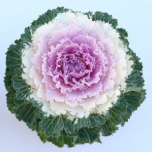 Ԃ̕c/n{^F[u sNoCJ[3.5|bg