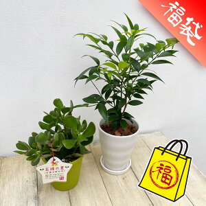 �ϗt�A��/�ƒ�~���ϗt�A���Z�b�g�i�i�M�̖؁����̂Ȃ�؁j