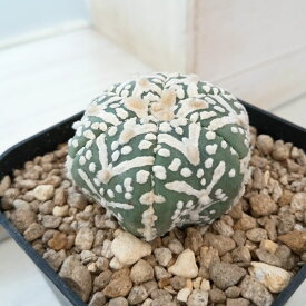 観葉植物/アストロフィツム：兜丸 Vタイプ 6cmスクエア鉢23-39