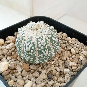 ϗtA/i킯jAXgtBcF V^Cv 6cmXNGA23-49