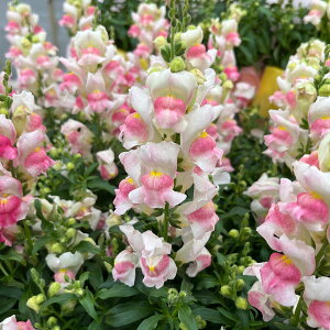 Ԃ̕c/LM\EijFLfB[gbvX@sNoCJ[3-3.5|bg 2Zbg