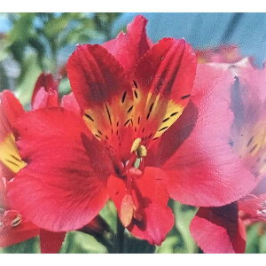 Ԃ̕c/AXgAF}bJir[3.5|bg