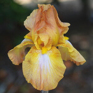 Ԃ̕c/W[}ACXFTyh nxc