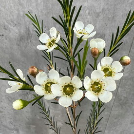花木 庭木の苗/ワックスフラワー：ホワイト4号鉢植え