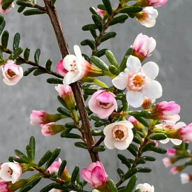 花木 庭木の苗/ワックスフラワー：咲き分け5号鉢植え