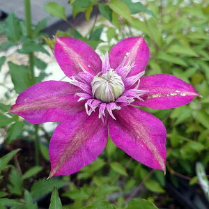 N}`X̕c/N}`XFVEEij4|bg