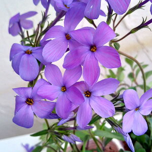 Ԃ̕c/tbNXFfBoJ^ u[[iniVmuj3.5|bg