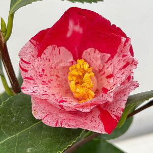 Ԗ ؂̕c/coLiցjFڈ΋сiG]jVLj4.5|bg