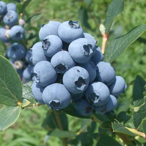 ʎ̕c/u[x[irbgACnjFohEB5|bg