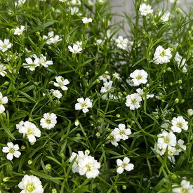 草花の苗/ジプソフィラ：ジプシーホワイト（ver.2）3号ポット