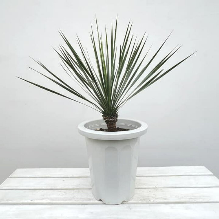 楽天市場】観葉植物/ユッカ：ロストラータ 8号鉢植え24-01 : 園芸 