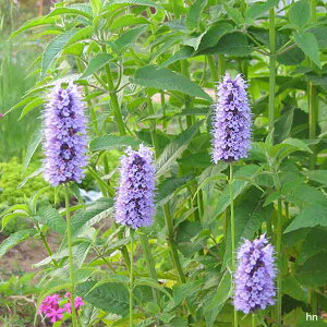 Ԃ̕c/AjXq\bvFRXu[3|bg