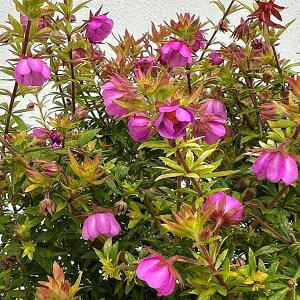 Ԃ̕c/ACmJUVî񂴂EoEGjFi3|bg