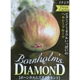 果樹の苗/イチジク：ボーンホルムズダイヤモンド5号ポット