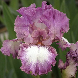 Ԃ̕c/W[}ACXFK[Ou3.5|bg