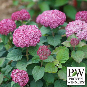 Ԗ ؂̕c/AWTCiAJjFAix@~j@[xbg3.5|bg