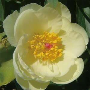 Ԃ̕c/VNNi䉖jFVtH 4|bg