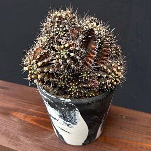 ϗtA/T{eFMmJLE@nCubh@524-02