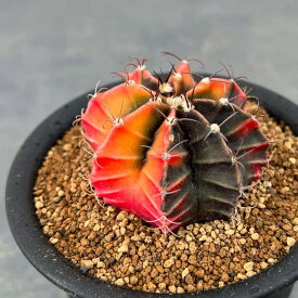 観葉植物/サボテン：ギムノカリキウム　緋牡丹錦（ヒボタンニシキ）3号鉢