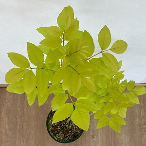 Ԗ ؂̕c/AI_FI[A7|bg