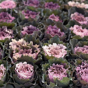 Ԃ̕c/n{^FtXR ObtB[g3|bg