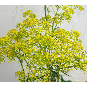 Ԃ̕c/[]I~iGViYԁj3-3.5|bg 12Zbg