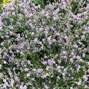 Ԃ̕c/X^[`XihjEjFeBtHE Cgu[3.5|bg