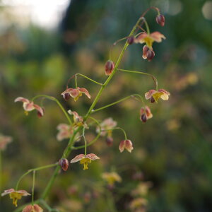 Ԃ̕c/CJ\EiGsfBEEjFubNV[@3.5|bg