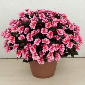 サンパチェンス(R)　レッドキャンディ6号鉢植え