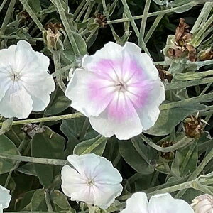 Ԃ̕c/NjXFRiAEGWFubViXCZmEj3-3.5|bg