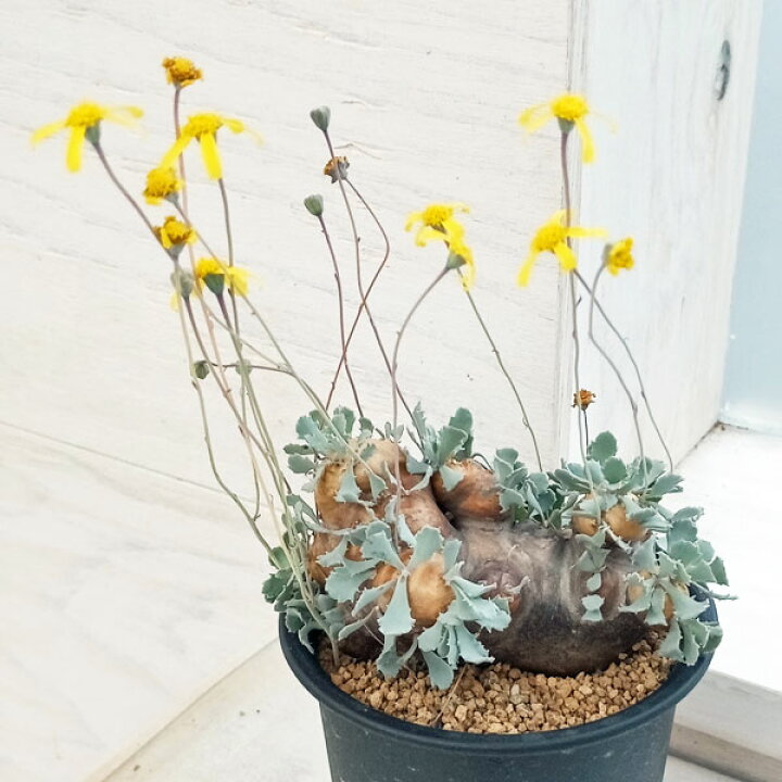 楽天市場】観葉植物/[アーリーサマーセール]オトンナ：カカリオイデス 