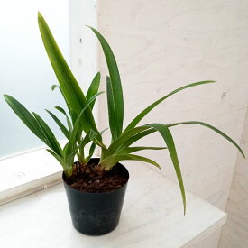 観葉植物/フラグミぺディウム：グランデ 4号