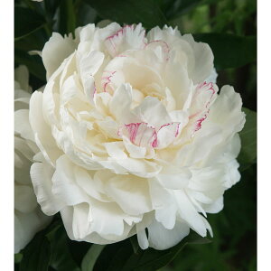 Ԃ̕c/VNNi䉖jFX_iЂ傤Ăj3.5|bg