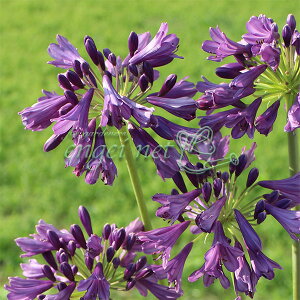 Ԃ̕c/AKpTXF|bsp[v3.5|bg[6`8Jԁ@ԐŏvȃG@?V[Y]