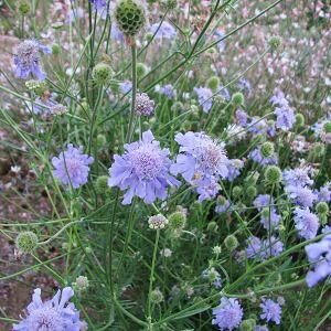 Ԃ̕c/XJrITFu[zCY3|bg