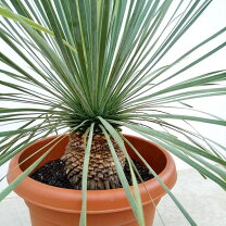 楽天市場】ユッカ ロストラータ（観葉植物｜花・観葉植物）：花 