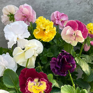 Ԃ̕c/pW[id炫jFtA[m3.5|bg