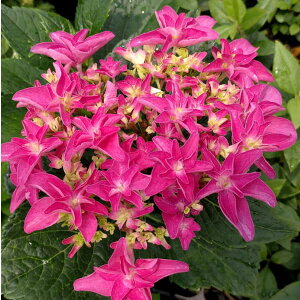 Ԗ ؂̕c/AWTCFupbV3.5|bg