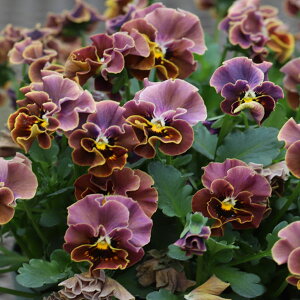 Ԃ̕c/[]MSKK[fփtWrIFa_NVbNJ[`ai`aFjA\[g3-3.5|bg 12Zbg