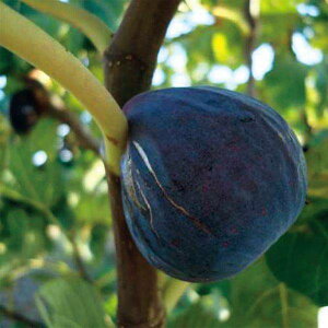 ʎ̕c/C`WNFVj[4`5|bg