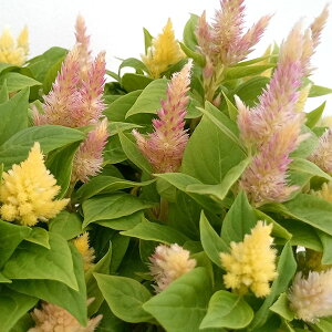 Ԃ̕c/ZVAiPCgEE{jFLm@AeB[N~bNX2.5O|bg