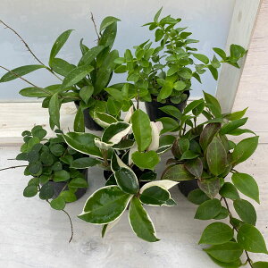 ϗtA/Ă₷z@5|bgcZbg