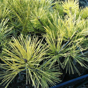 �Ԗ� ��؂̕c/�}�c�i���j�F�����ԏ��i�I�E�S���A�J�}�c�j6���d���|�b�g