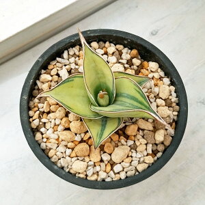 ϗtA/TZxAFsOCL oGK[^ij 3A